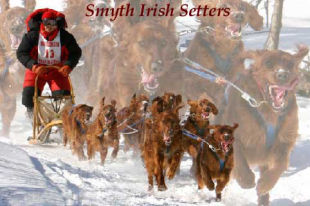 Smythe Dog Sled Team